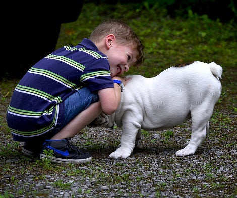 Studies Confirm That Dogs Copy Human Actions When Required!