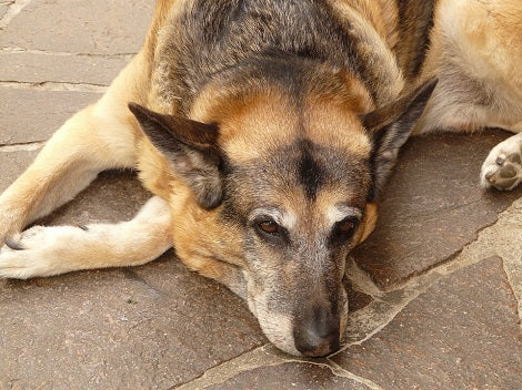3 Things Every German Shepherd Parents Should Know