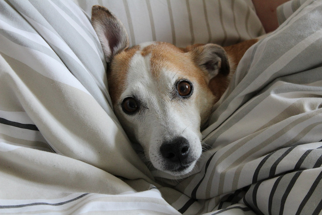 How To Clean Your Dog's Bed