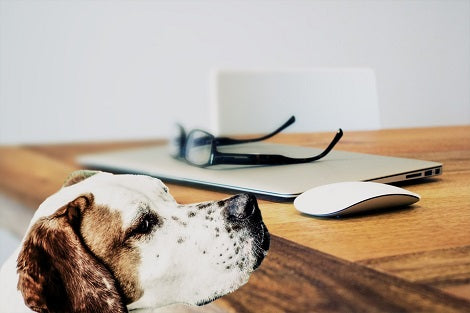 Understanding Separation Anxiety And How It Affects Our Pups