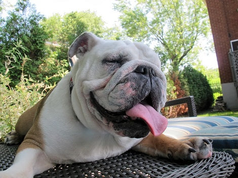 Five More Summer Tips To Keep In Mind For A Healthier Pup And A Happier You!