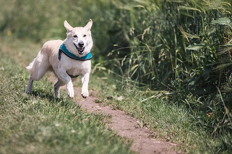 Are You Planning To Go Camping With Your Pup? Here Are Some Useful Tips