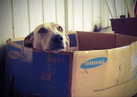 Here Are House Hunting Tips For Pet Parents!