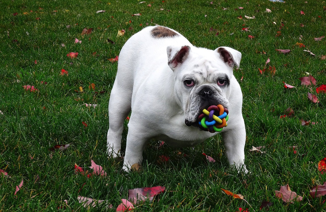 Do Toys Help Dogs Relieve Anxiety?