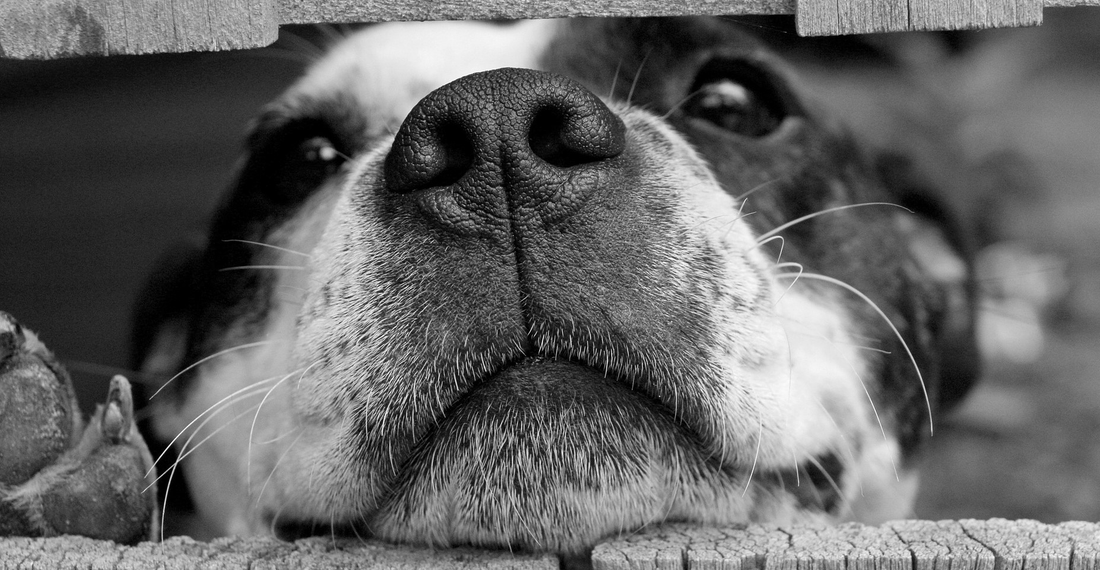 Every Dog Owner Should Hear About This Supplement