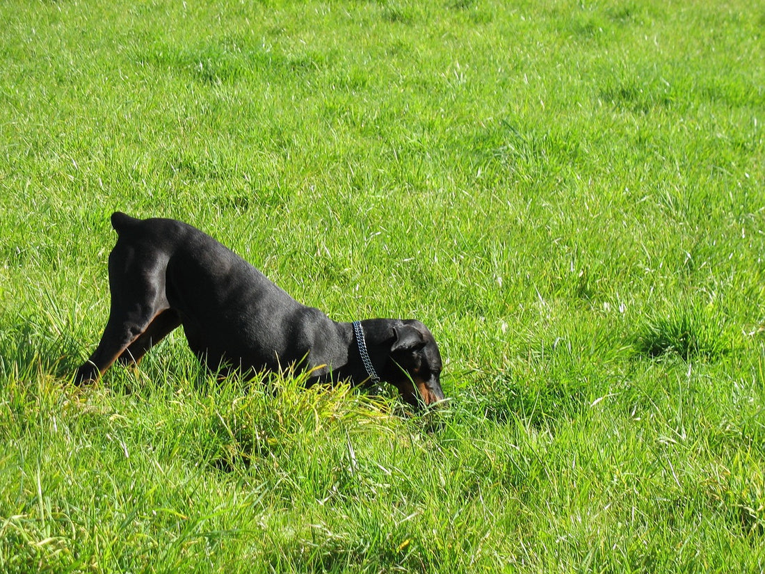 How to Stop Your Dog's Digging Habit