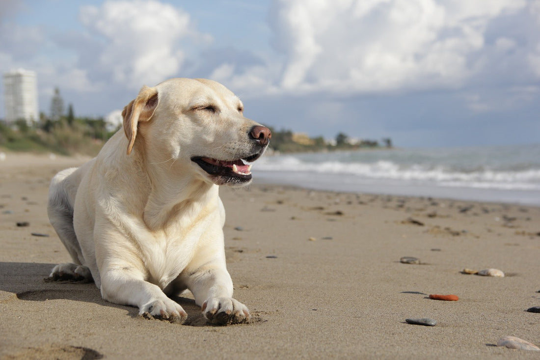 Common Signs Of Heatstroke In Your Dog