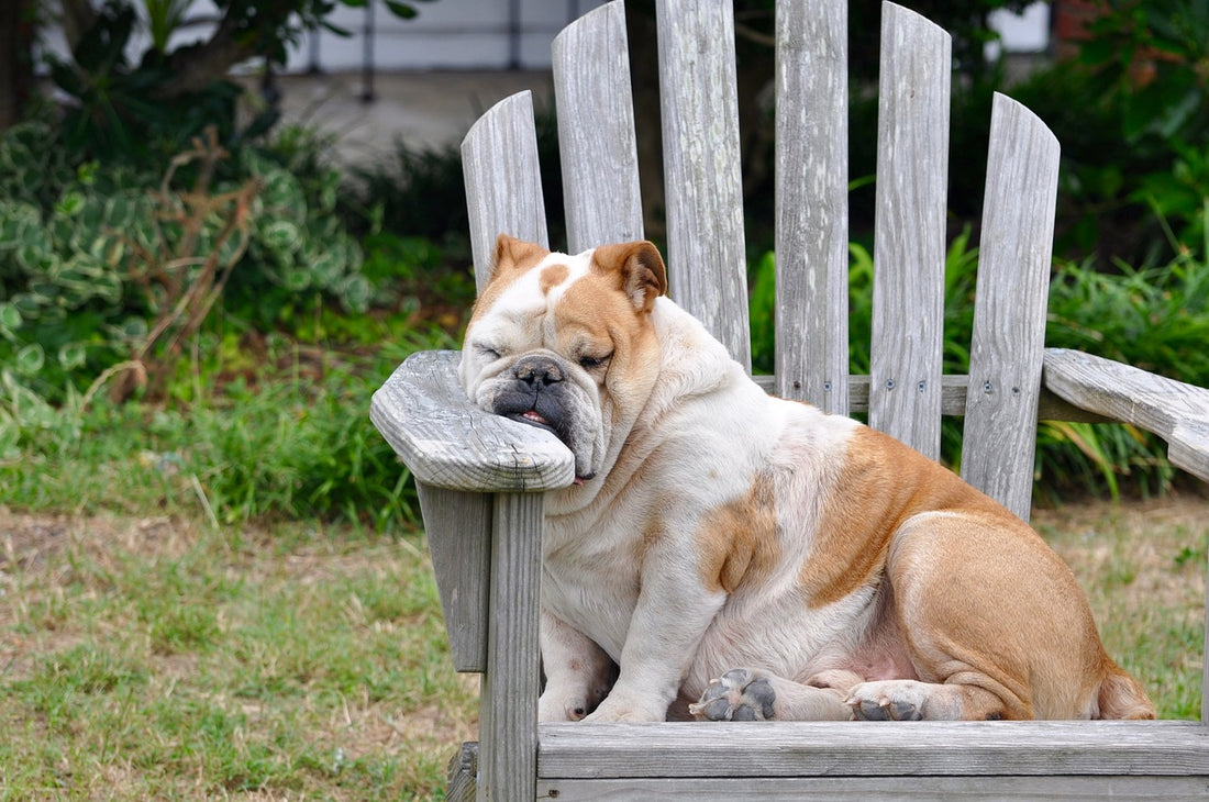 Does Daylight Saving Time Affect Dogs?