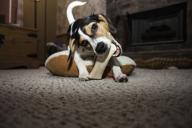 4 Ways To Make Sure Your Dog Has A Great Holiday Season