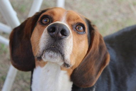 How This Adorable Pup Enjoys His Delicious Treat Is Going To Make You Smile!