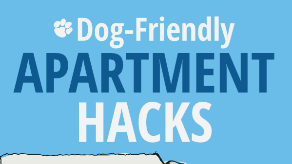 Dog Training Hacks For Peaceful Apartment Living