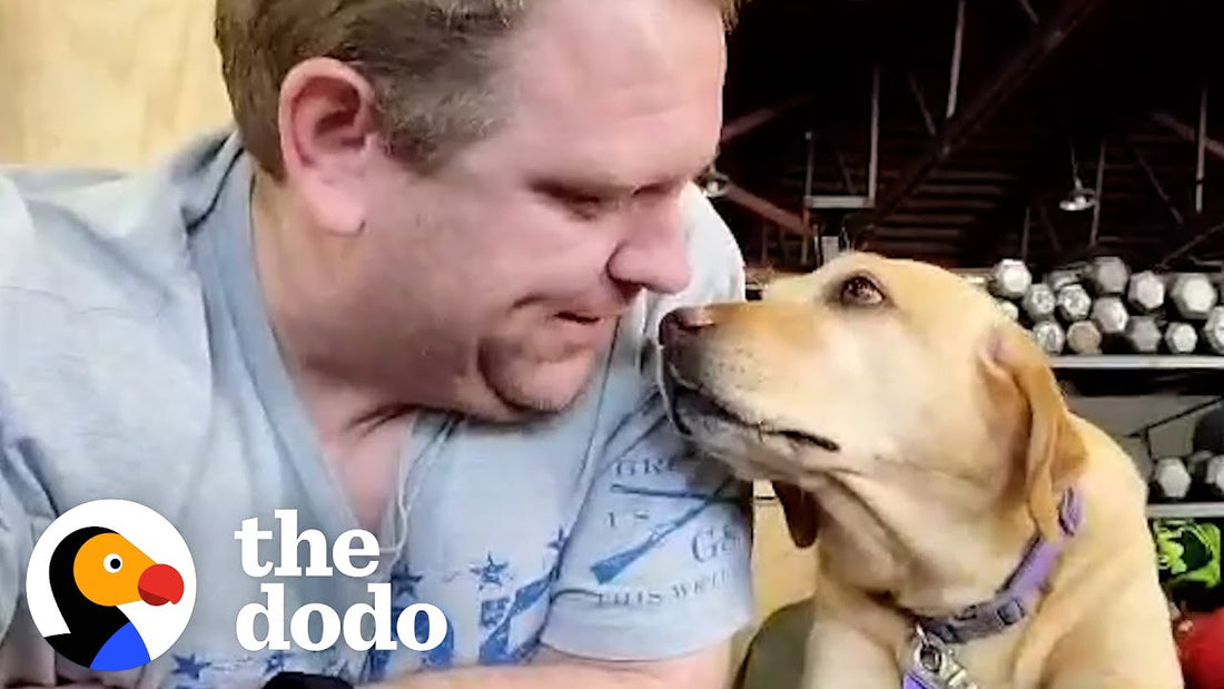 Dog Loves Watching Walkouts In The Gym After Being Rescued From The Street