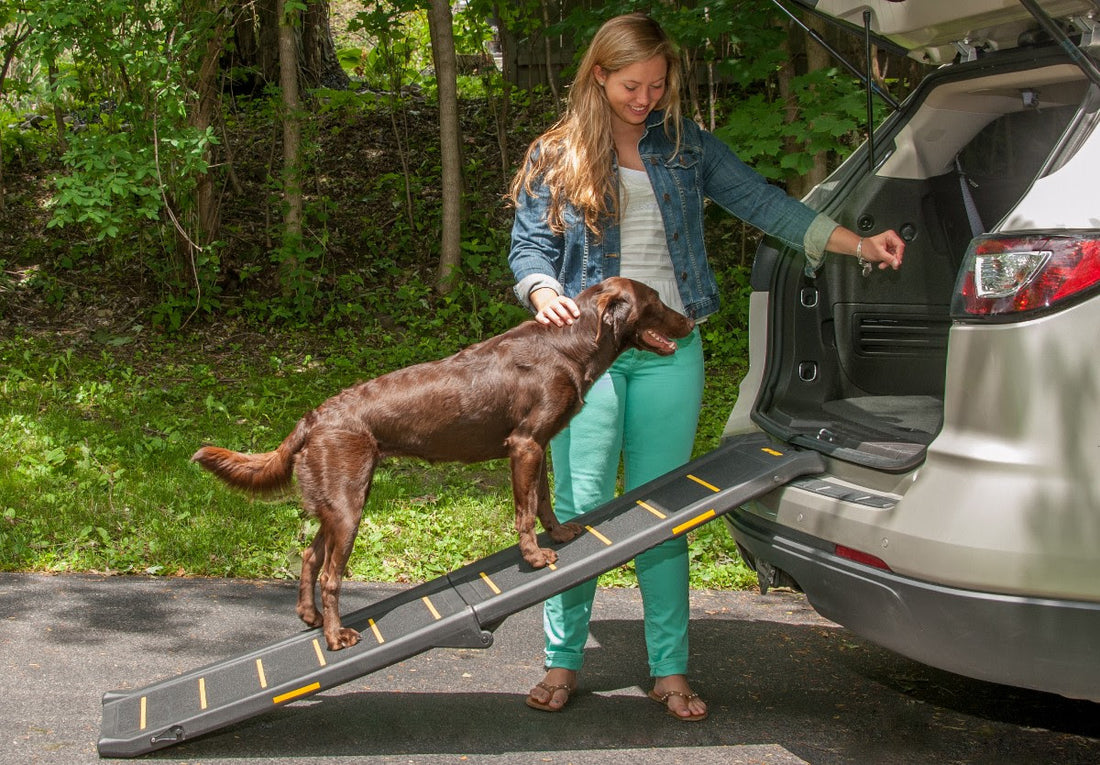 Do Dogs Need To Use Ramps?