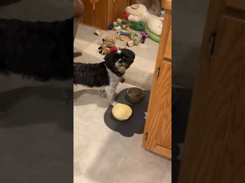 Dog Refuses To Eat Food Until He Is Served Human Food!