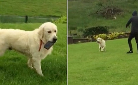 He Starts Chasing His Golden Retriever In The Field. When You Learn Why? Hilarious!