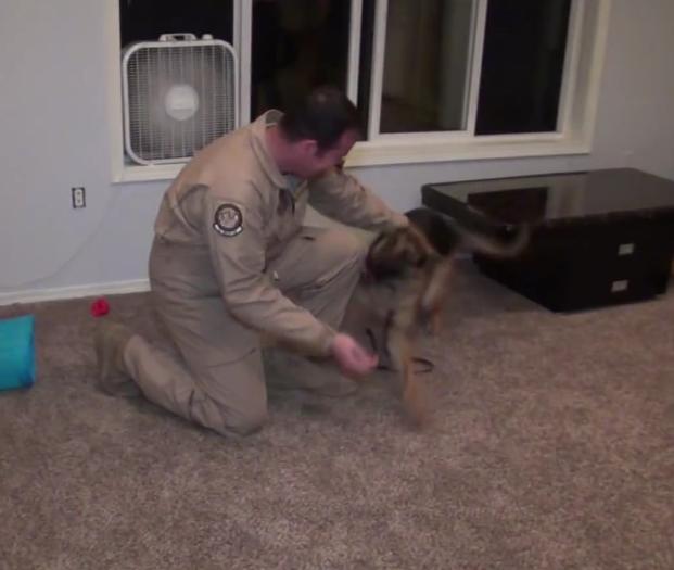 Brave Soldier Gets Home From War And His German Shepherd Is Really, Really Happy To See Him!