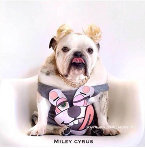 Beyonce, Madonna and Miley Cyrus The Bulldog Version!