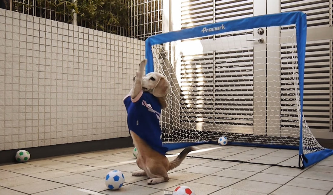 Whole New Level Of Fetch! This Super Beagle Is Both Scoring Goals And Goalkeeping On The Field