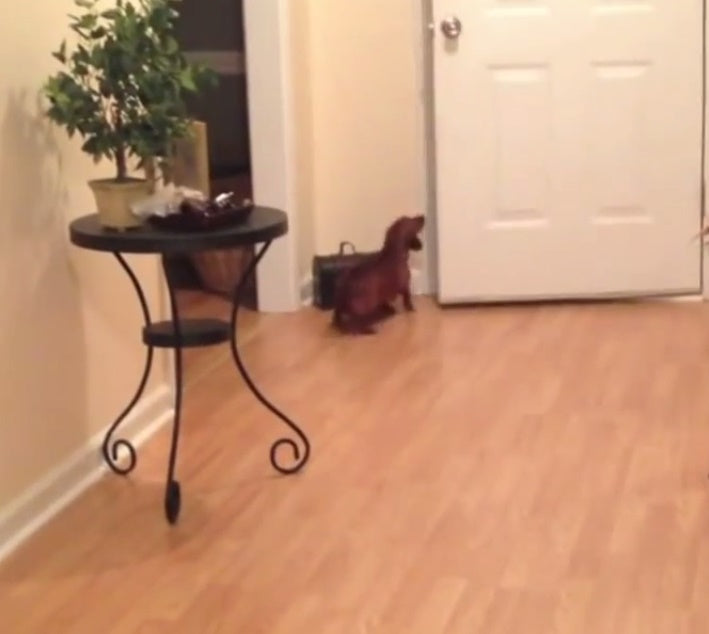 A Truly Touching Moment! Soldier Welcomed Home From Deployment By His Loving Dachshund