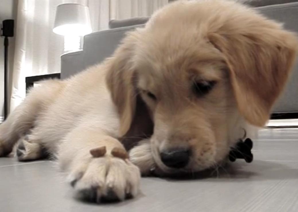 Video: Golden Retriever Puppy's Patient Expression Is Priceless As She Waits For A Treat!