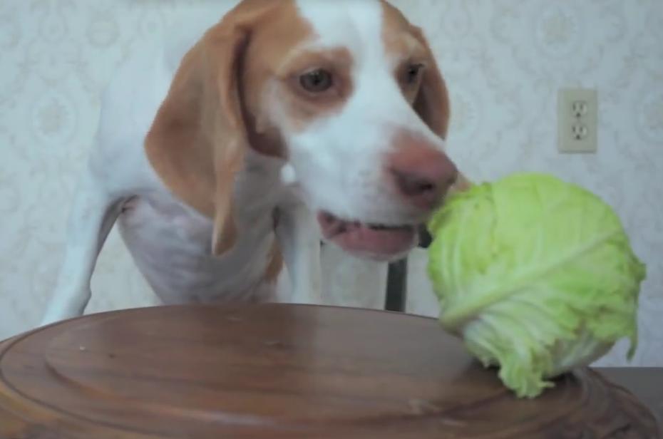 Look What This Sneaky Beagle Stole Right Off The Table!