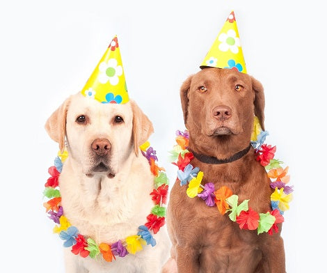 7 Creative Ways To Include Your Dogs In Your Wedding