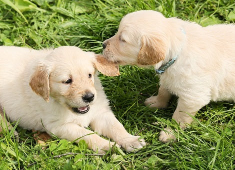 How Important Is It To Keep Your Pup's Face Clean?