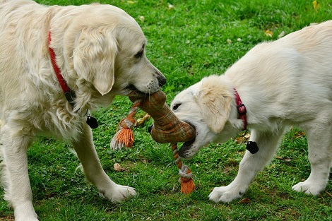 Here Are 7 Reasons Why Your Pup Gets Aggressive Toward Other Pups