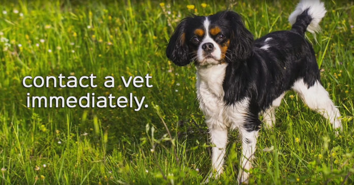 This Summer, Be On The Lookout For A Weed That Is Deadly To Dogs