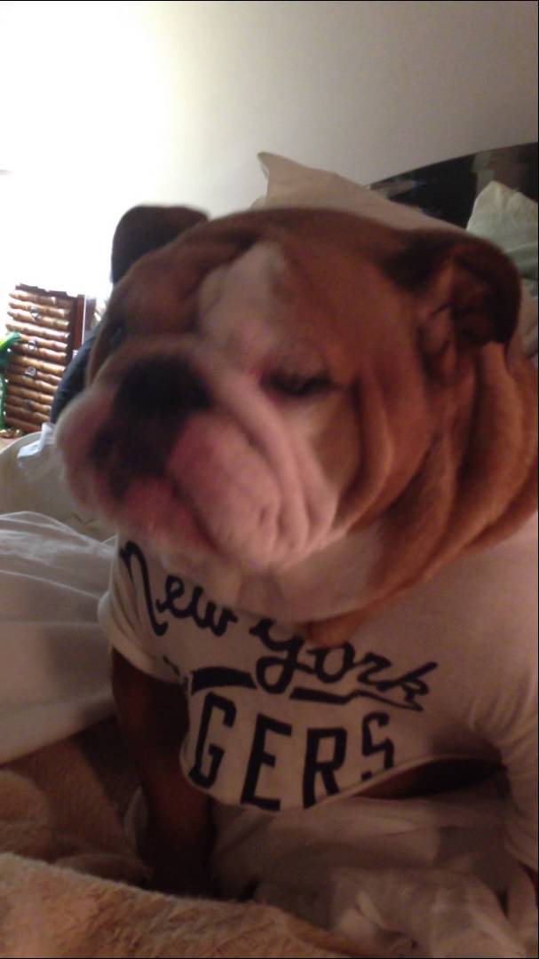 Dollar The English Bulldog Knows The Importance Of Exercising Before Sleeping! #PupInspiration!