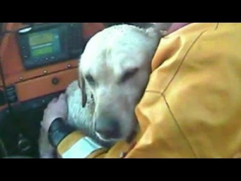 Dramatic Footage Shows How A Terrified Labrador Was Rescued From The Sea