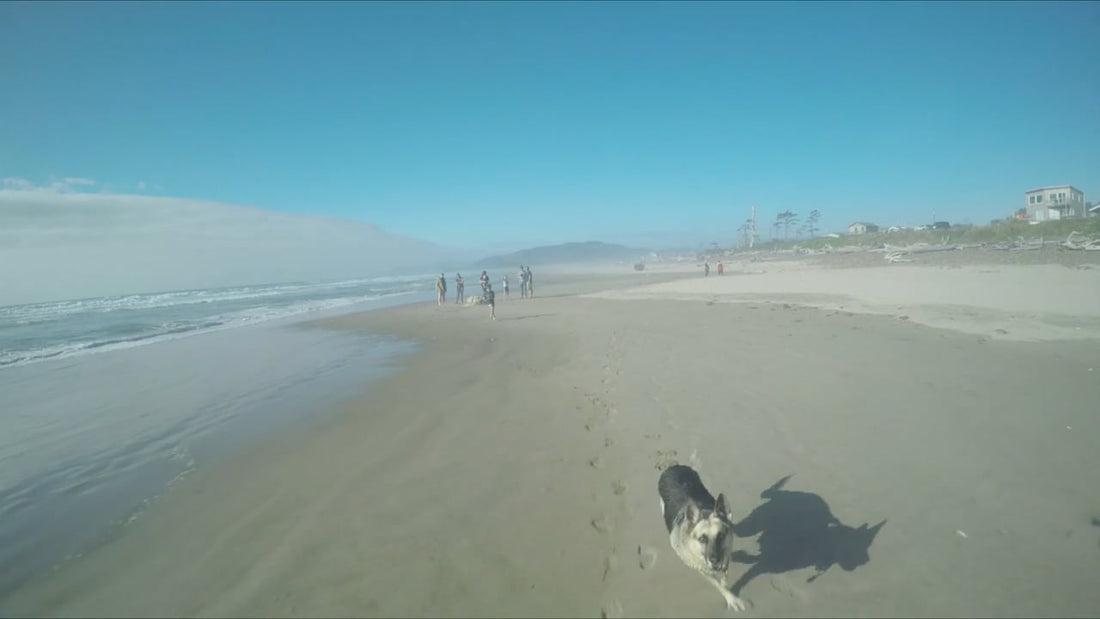 Drone Versus A German Shepherd! Look At Him Trying To Catch It!