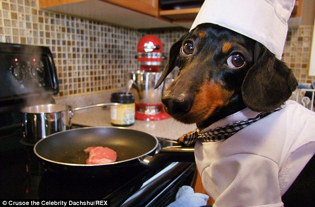 This Dachshund Is The Cutest Cook Ever!