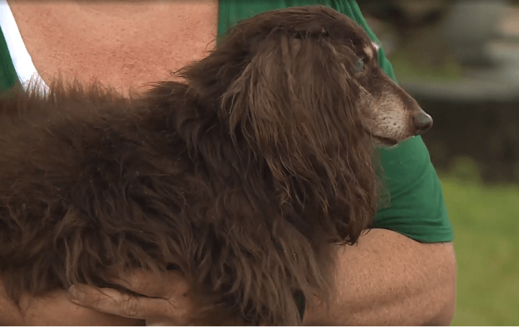Officers Help Rescue Blind And Deaf Dog From Sewer – A Dog's Love