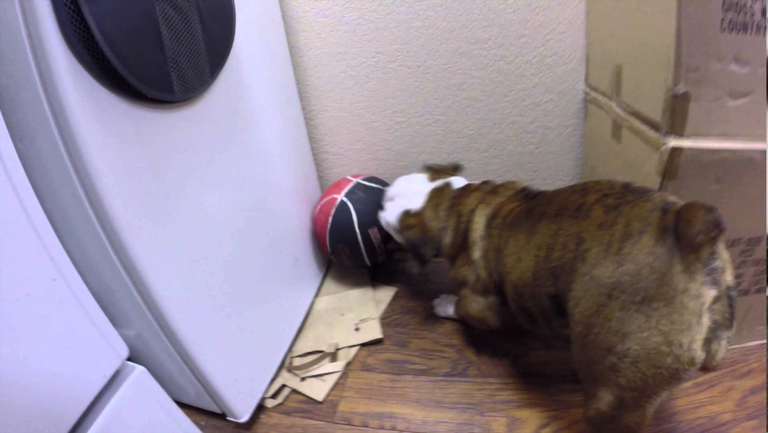 Ellie The English Bulldog Looks Adorably Cute While She Plays...Basketball?! Wait, What? #ShootTheHoop!