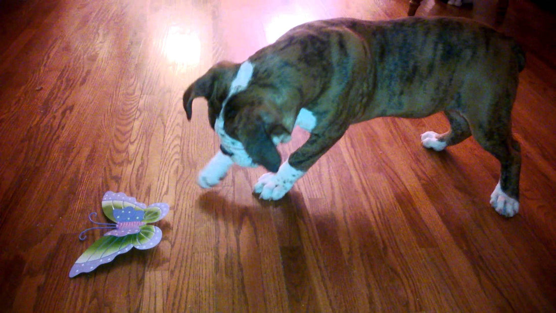 Ellie The English Bulldog vs. A Colorful Butterfly! The Results? Hilarious!