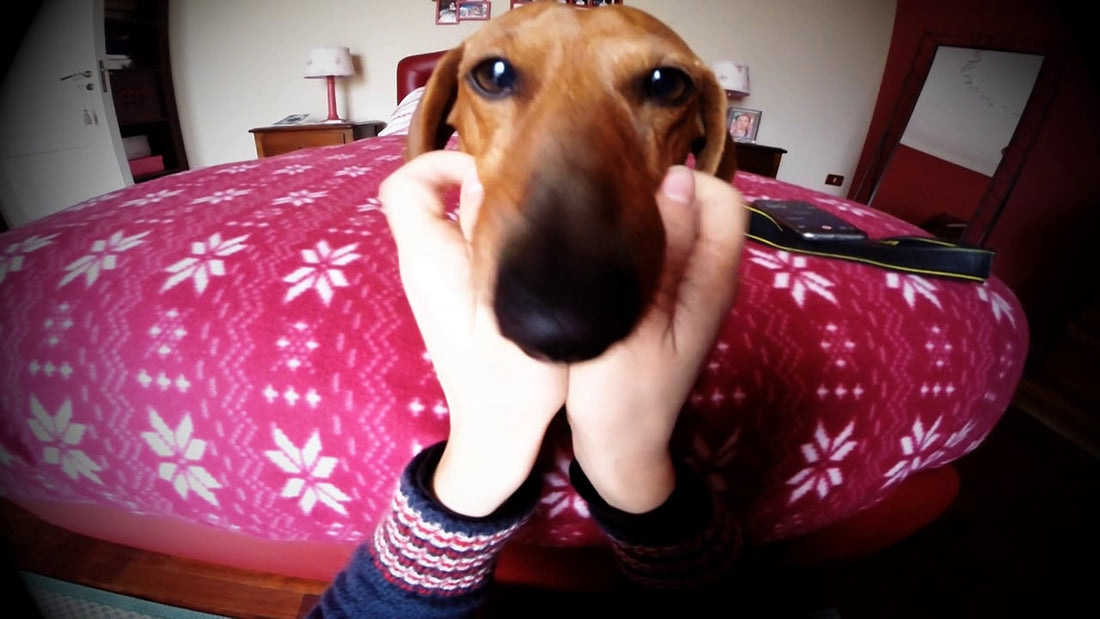 Elmo The Dachshund Gets Some Extra Loving And Cuddles! #SoCute!