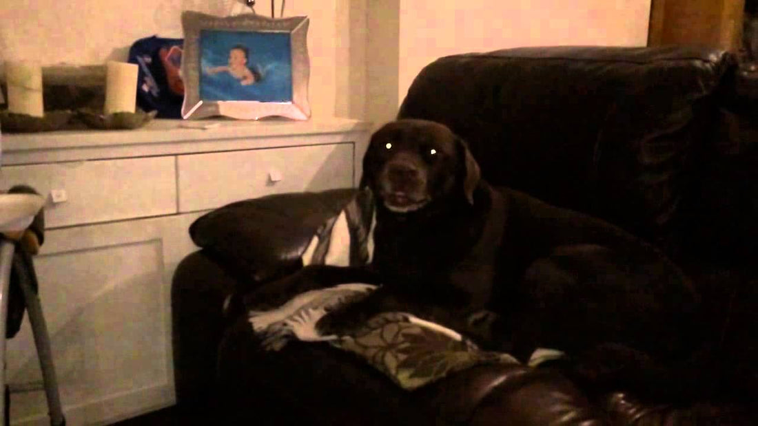 Elvis The Chocolate Labrador Sneezing In Slo-Mo Is The Best Thing You'll See Today! #BlessYou!