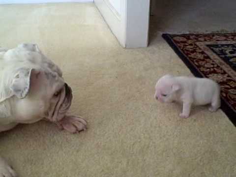 Elvis The English Bulldog Puppy Learns Life Lessons From Mommy! #OneHappyPup!