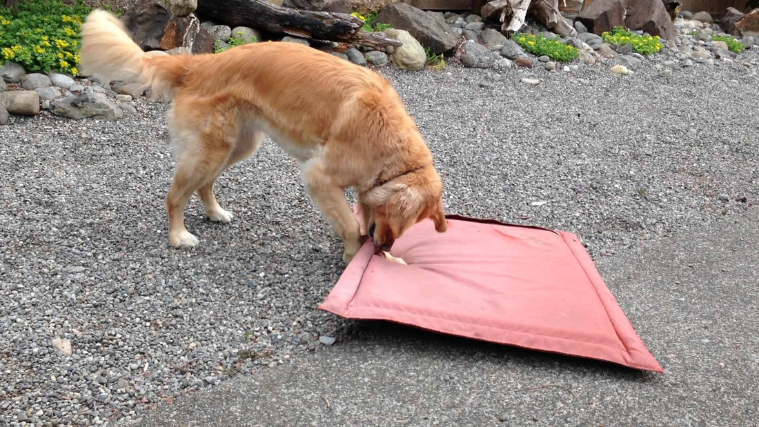 Emma The Golden Retriever Only Needs Her Bed Or Blanket and A Ball And She's Happy!