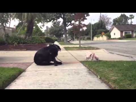 Emma Zen The Labrador Takes Baby Banks, A Mini Pig, On Walks! How Responsible!