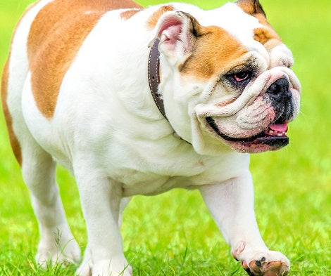 If Your Dog Is Constantly Panting, It Could Be A Sign Of Something Serious