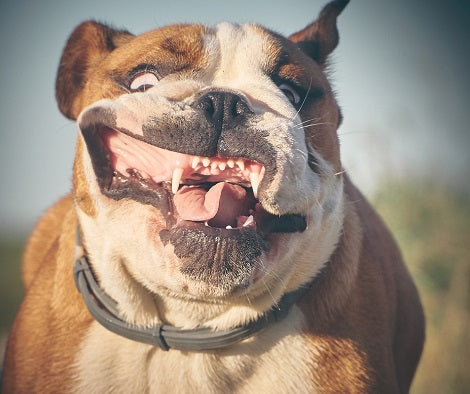 Here's How You Can Train Your Dog To Walk With A Leash
