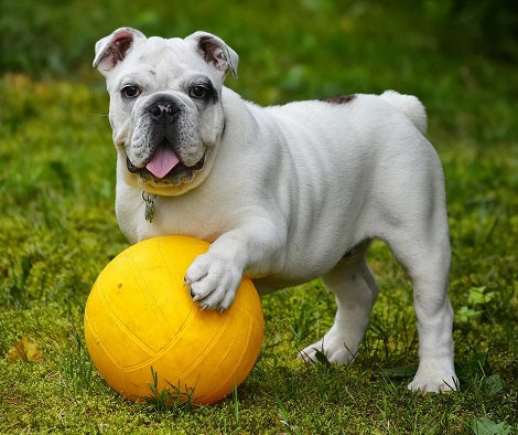 Why Do Dogs Drink From The Toilet Bowl? Here Are 3 Possible Reasons!