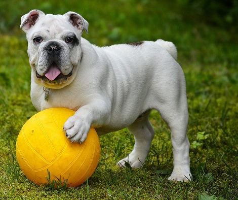 4 Best Gifts For English Bulldog Lovers