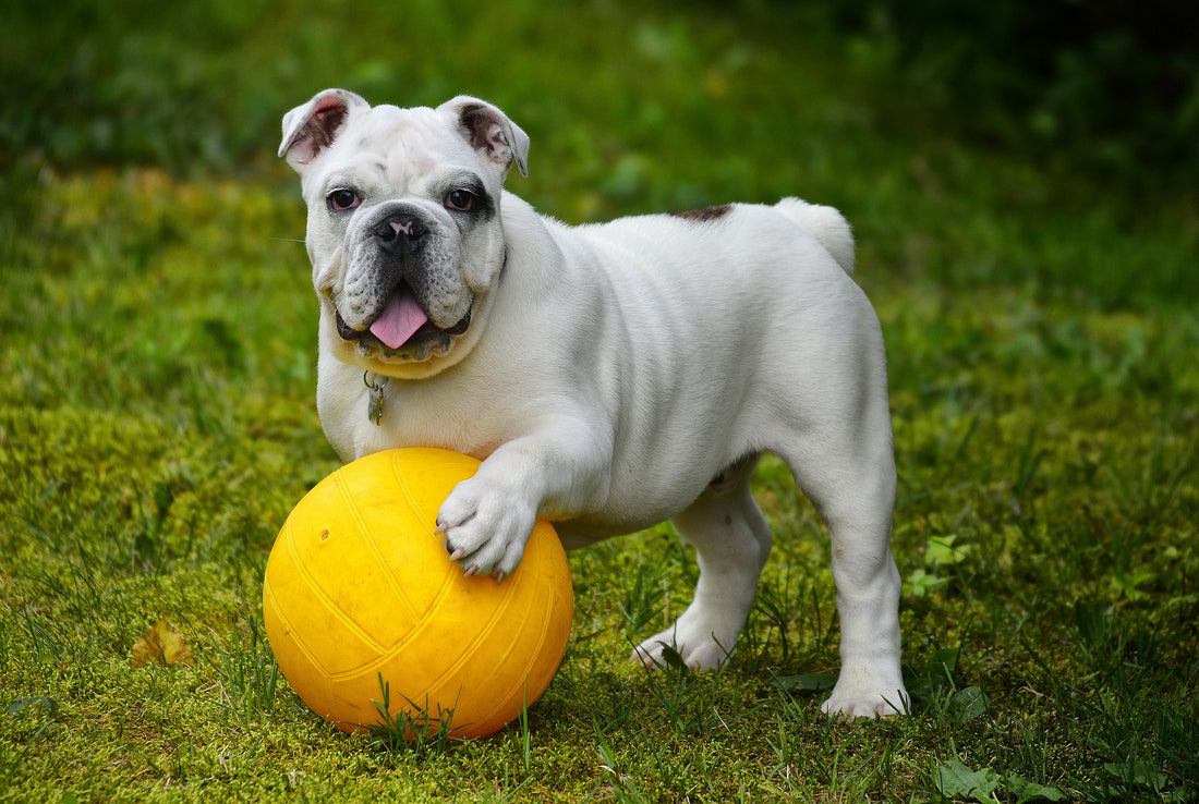 5 Ways To Give A Bulldog The Most Fulfilling Life Ever