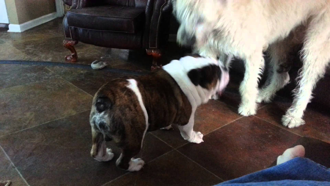 English Bulldog Called Hemi Thoroughly Enjoys Playing With Two Wolfhounds! #JustAdorable!