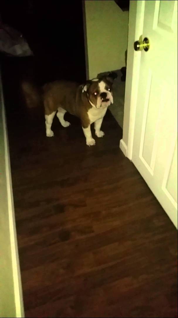 English Bulldog Can't Wait To Be Fed! See How He Gets His Person's Attention! #CantWait!