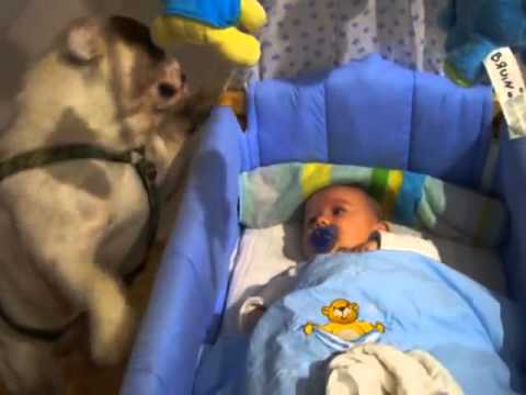 English Bulldog Desperately Wants To Kiss Baby Brother, But Oh The Heights!