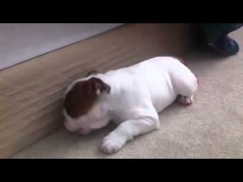 English Bulldog During Snack Time! Nothing More Adorable Than That!